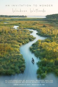 An-Invitation-to-Wonder--Waubesa-Wetlands